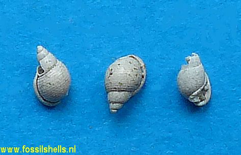 Ringicula gouetensis