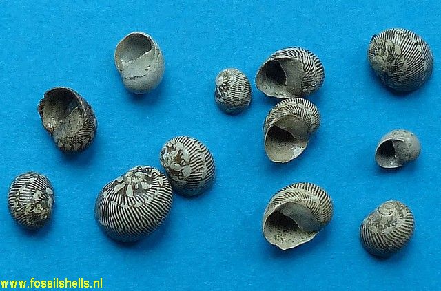 Nerita lineolata