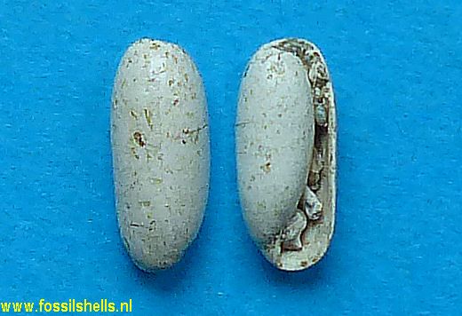 Cylichna cylindroides