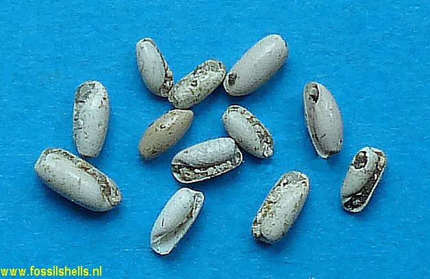 Acrostemma bezanconi