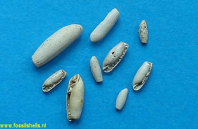 Acrostemma coronatum