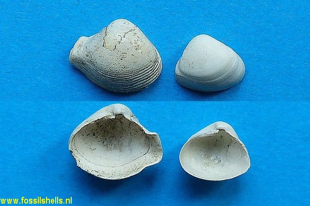Corbula costata