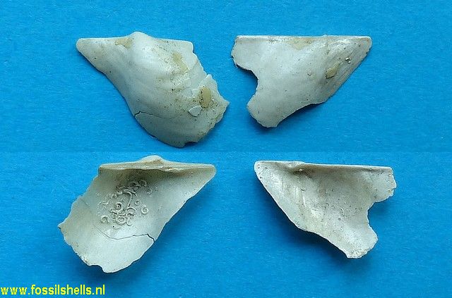 Pteria arthonensis