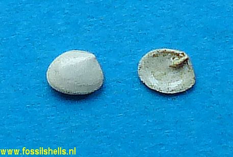 Hemiplicatula pissarroi