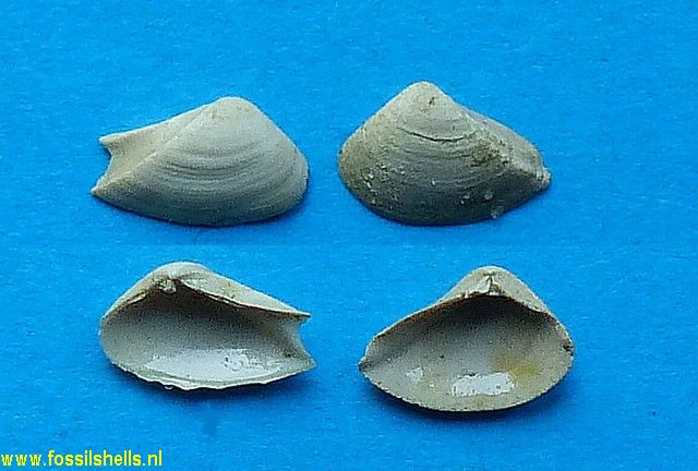 Corbula vasseuri