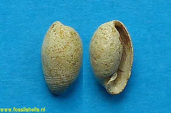 Plicobulla dumasi