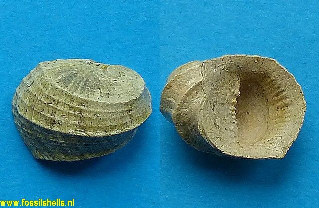 Nerita tricarinata