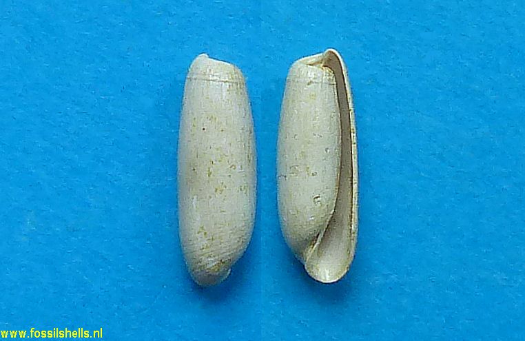 Cylichna bruguierei