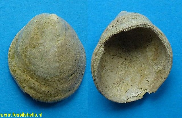 Hipponix dilatatus