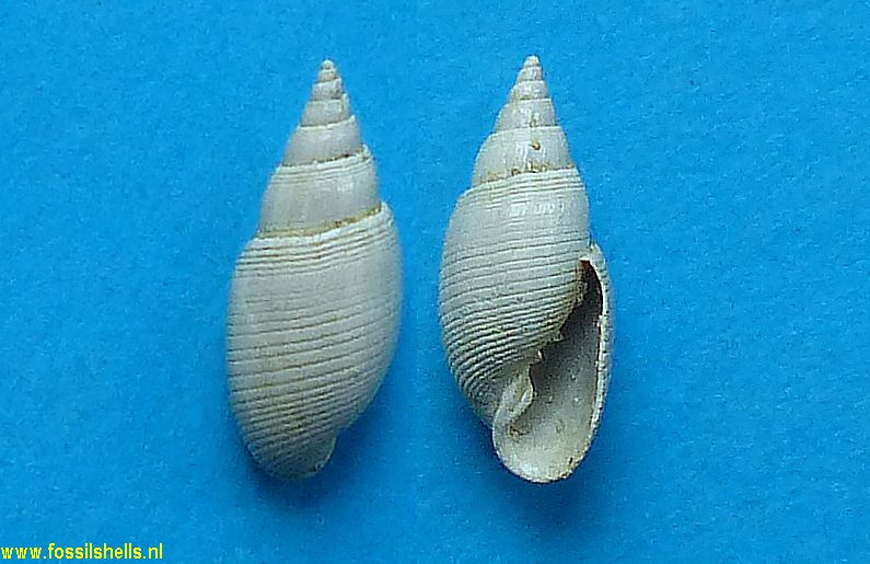 Acteon octavii