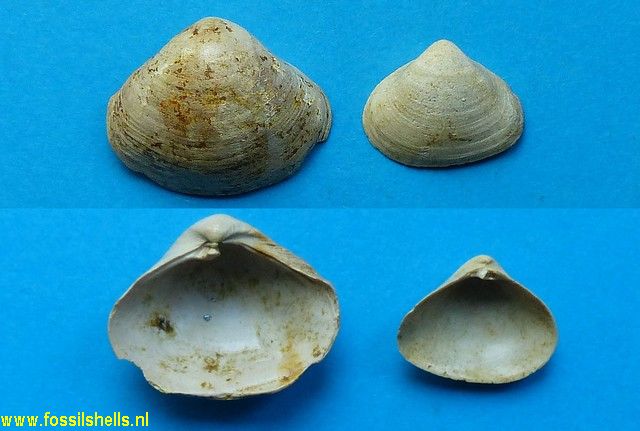 Bicorbula gallica