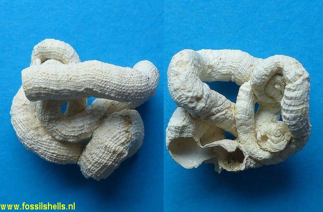 Vermetus subdiscoideus