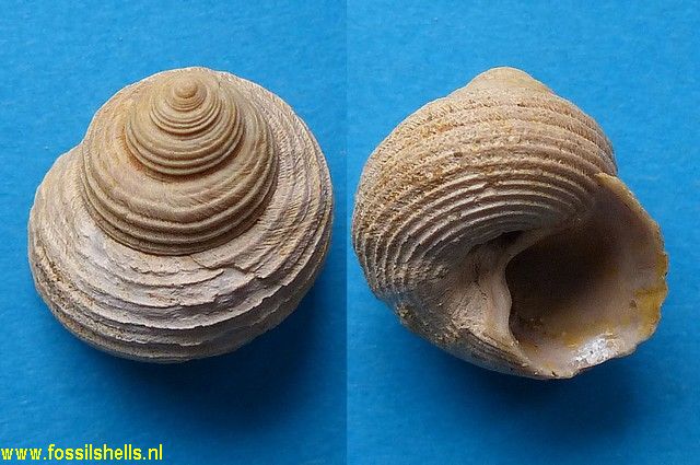 Gibbula altispira