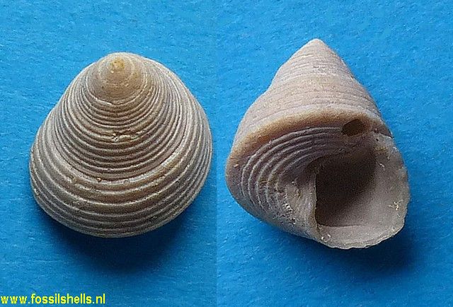 Gibbula eichwaldi avitensis