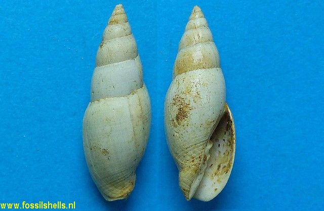 Mitra incognita
