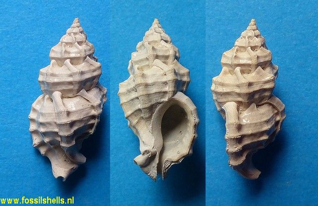 Murex tenellus