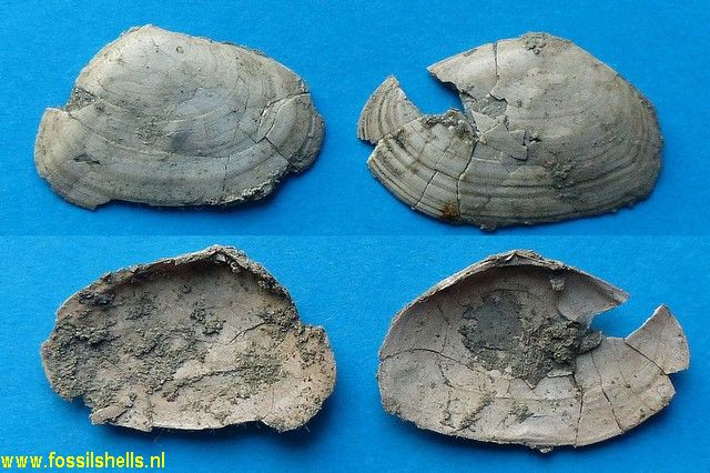Tellina ganensis
