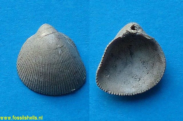 Cardium multisquamatum