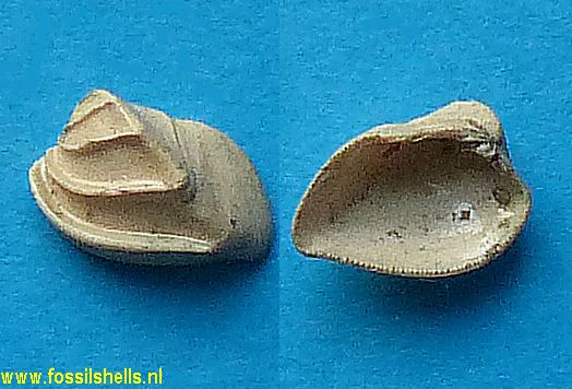 Petalocardia pectinifera