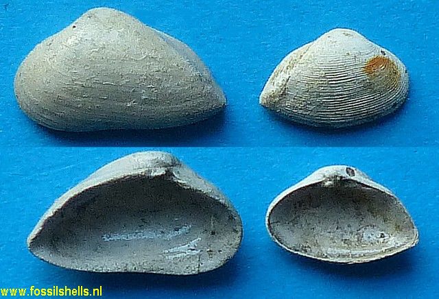 Caestocorbula twiningi