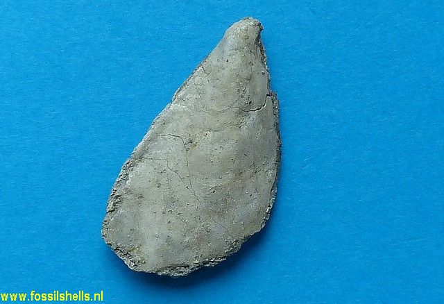 Aviculoperna aviculina