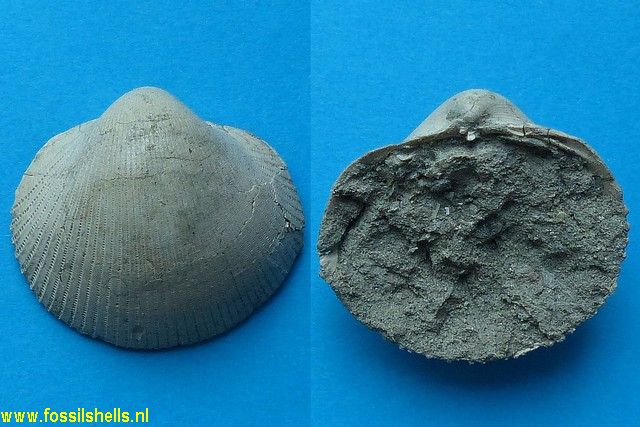 Cardium gratum