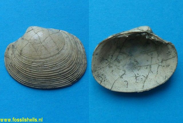 Pitar species