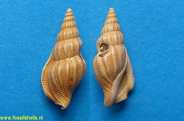 Dientomochilus decussatus