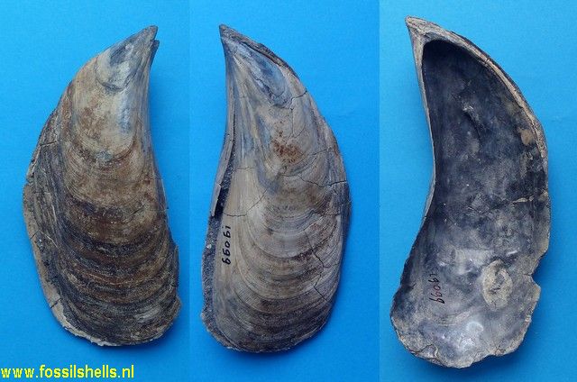 Mytilus aquitanicus