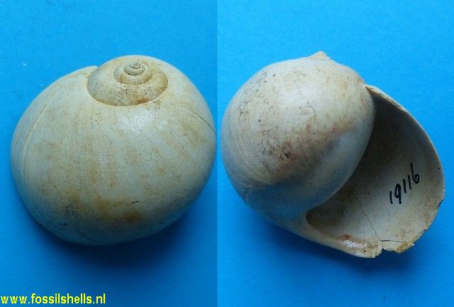 Ampullina compressa