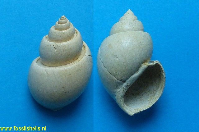 Ampullospira eburnoides
