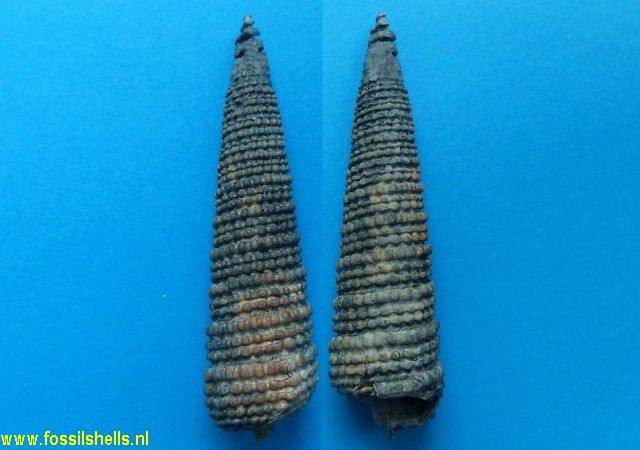 Potamides papaveraceus