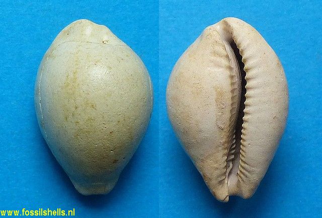 Cypraea pseudohirundo