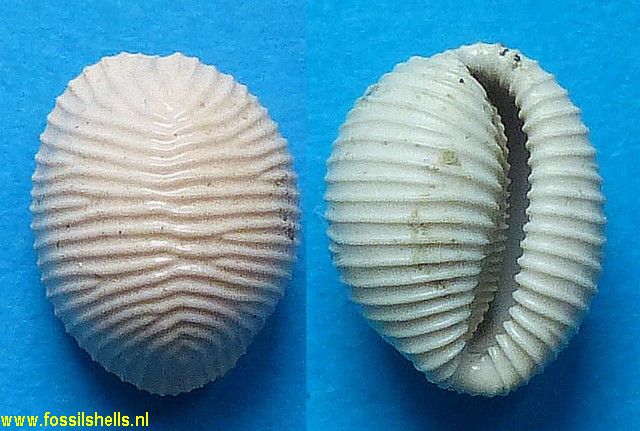 Trivia arctica burdigalensis