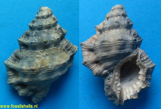 Gyrineum inaequicrenatus