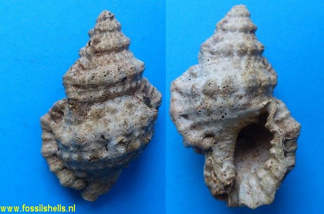 Gyrineum pelouatensis