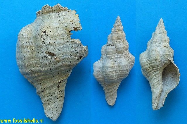 Fasciolaria tarbelliana praecedens