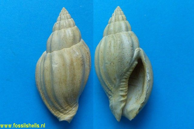 Lyria subharpula aquitanica