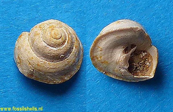 Pseudonina reyti