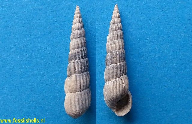 Mormula diastomoides