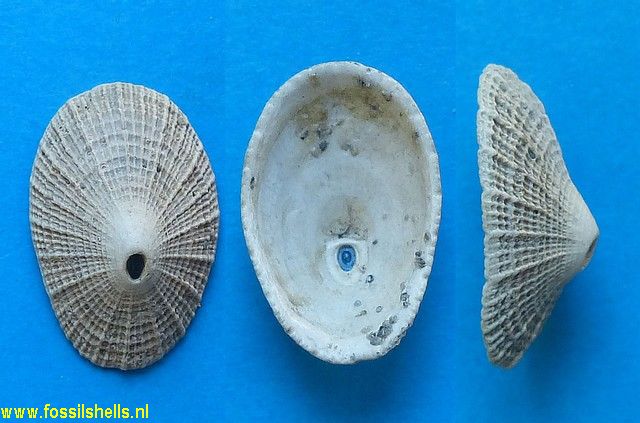 Fissurella subcostaria