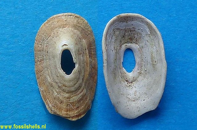 Fissurellidea clypeata