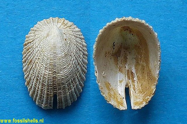 Emarginula subclathrata