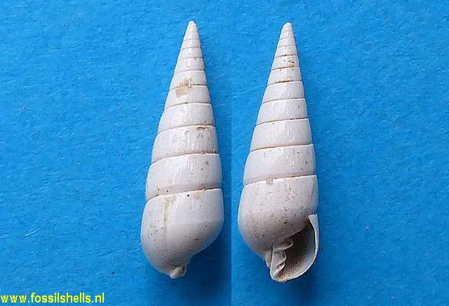 Pyramidella grateloupi ?