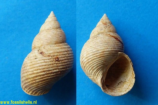 Littorina grateloupi