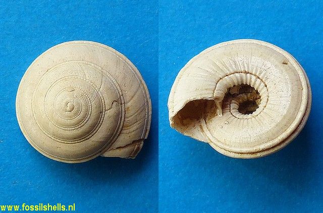 Architectonica simplex