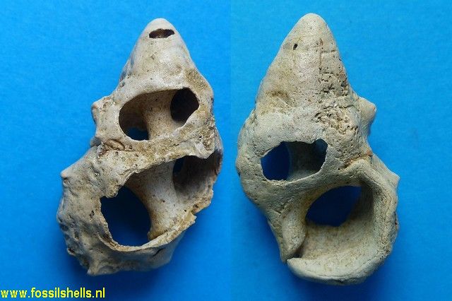 Cerithium fistulosum