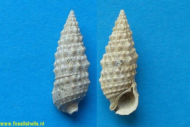 Cerithium vulgatum miocaenicum