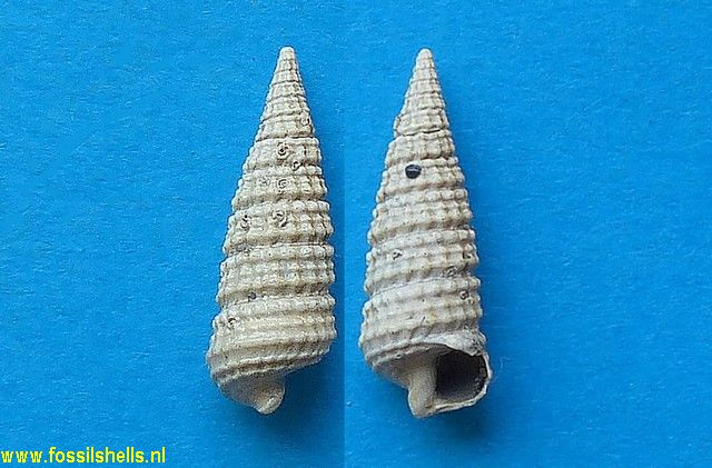Potamides derelictus