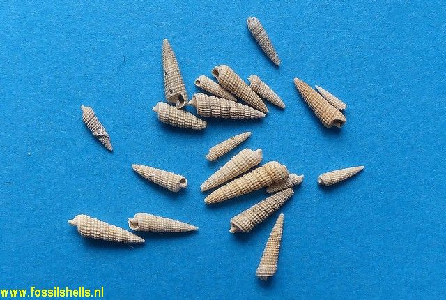 Cerithiopsis vignali